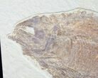 Predatory Phareodus Fossil Fish #8785-1